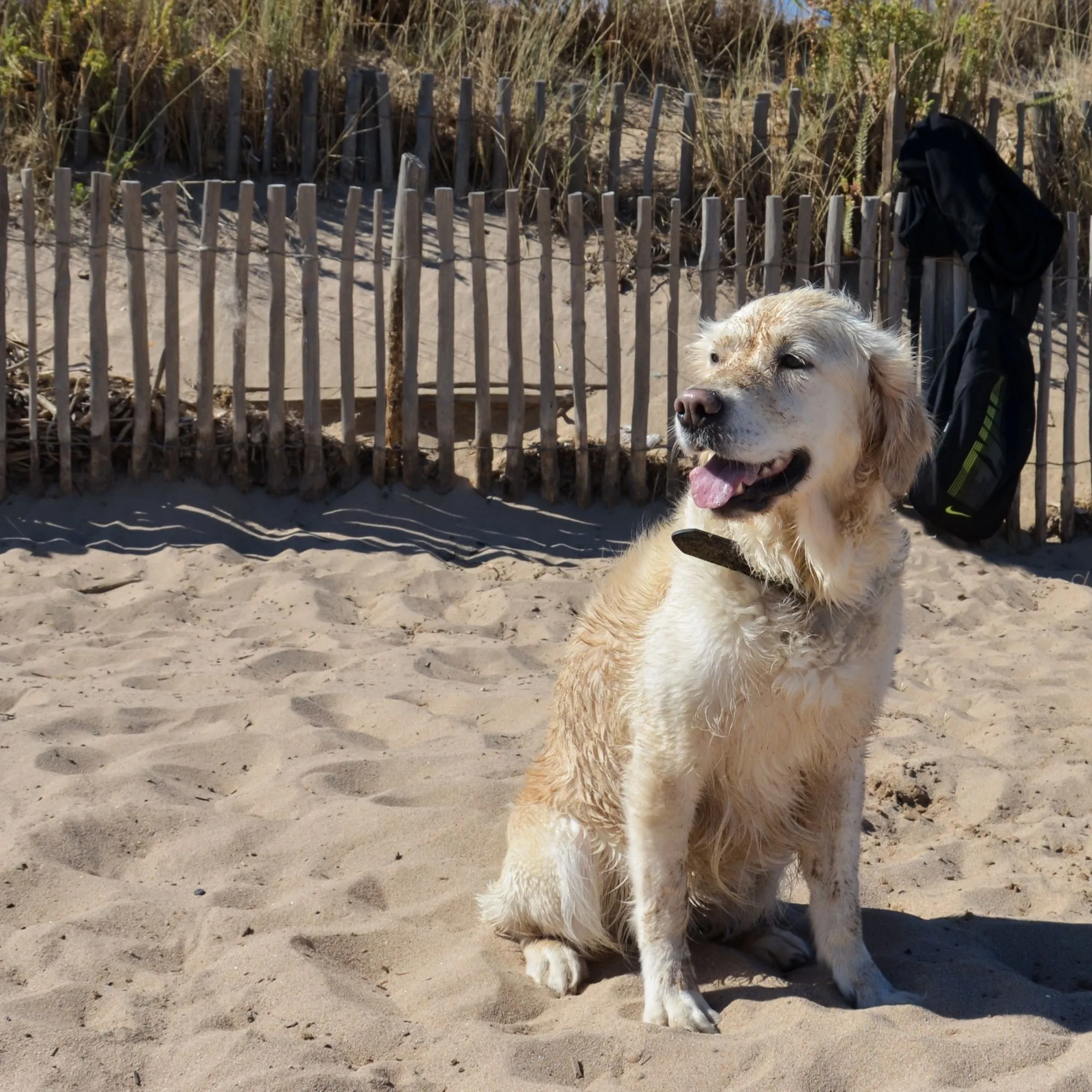 Urlaub mit Hund