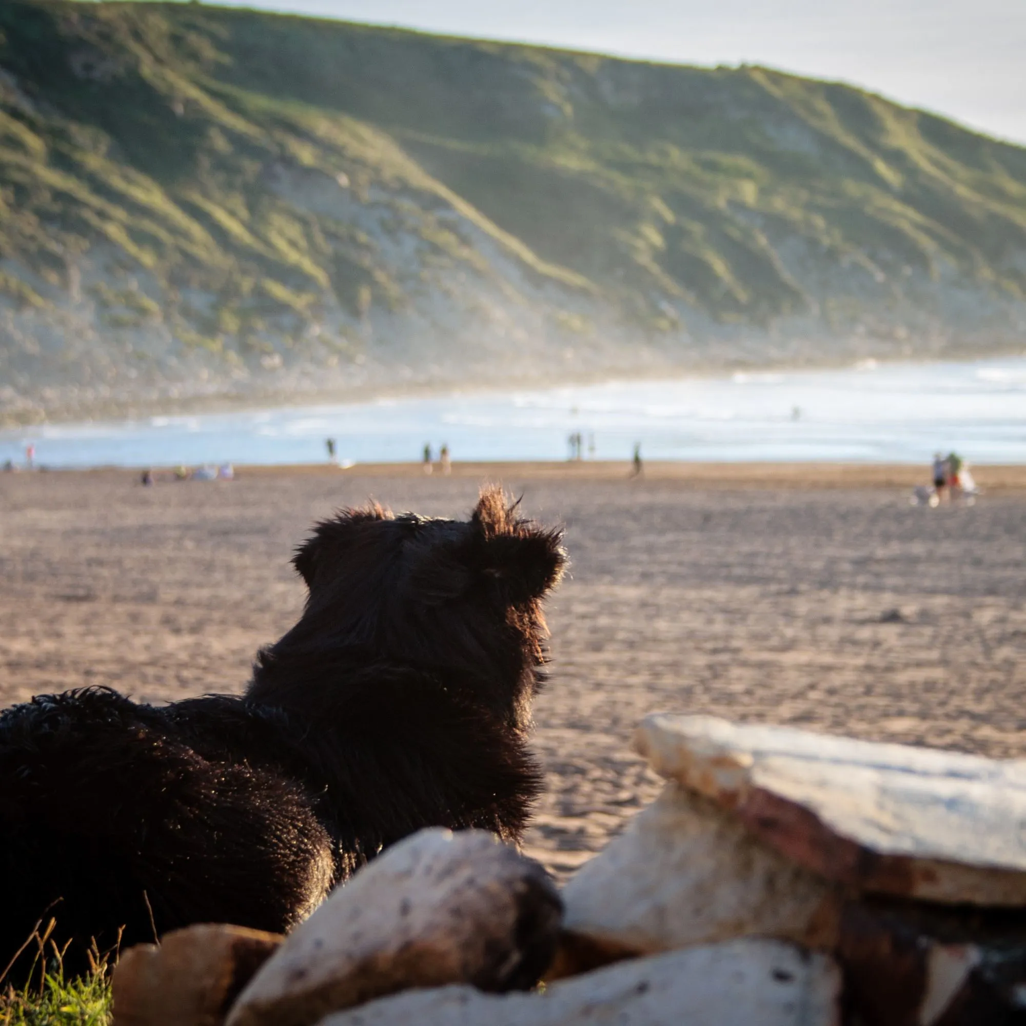 Urlaub mit Hund