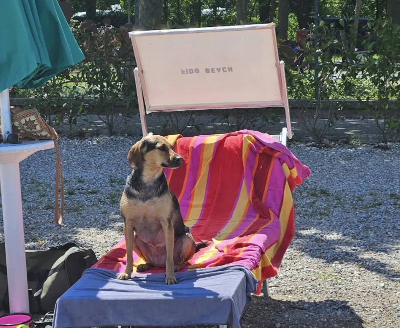 Hundestrand Manerba