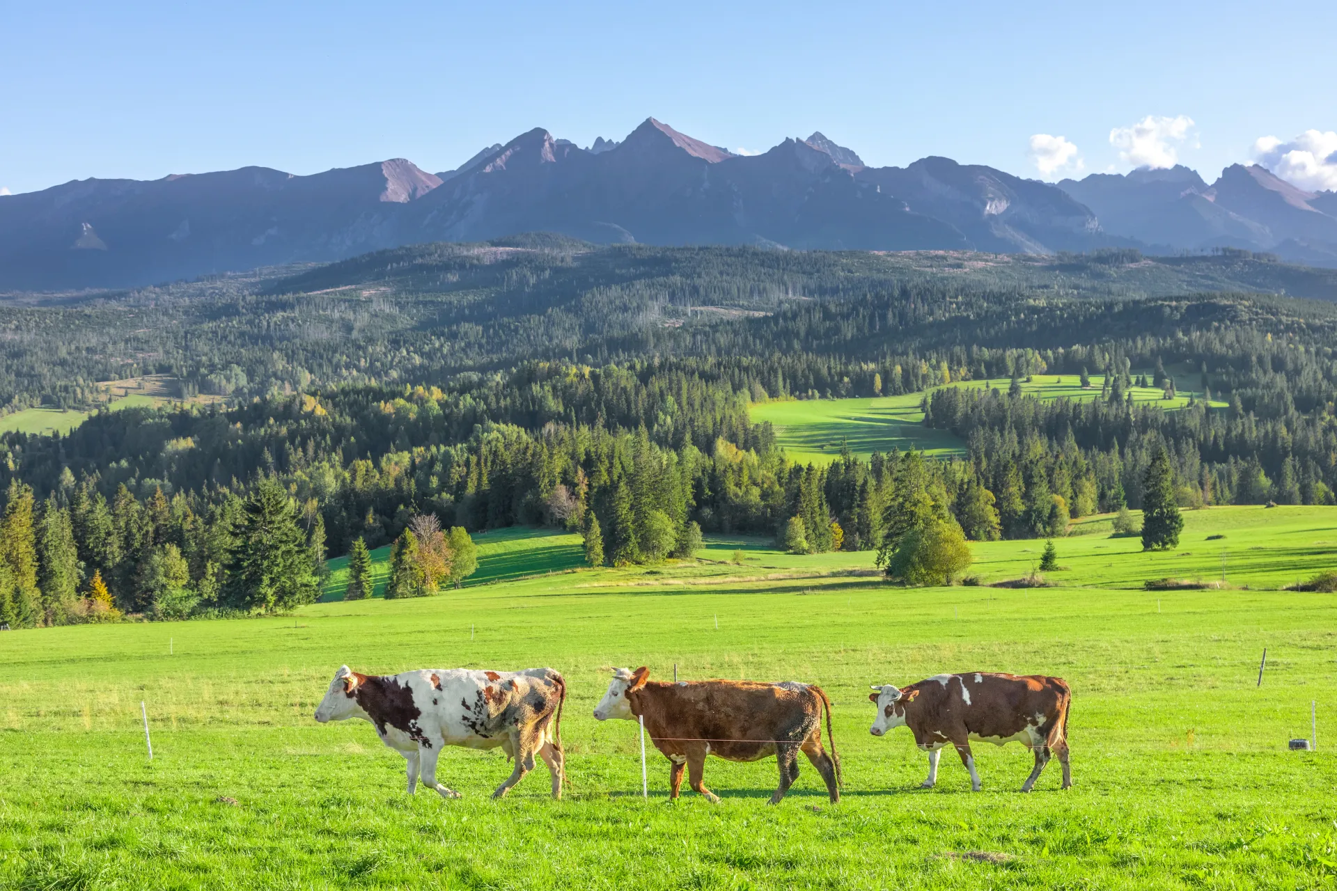 Allgäu