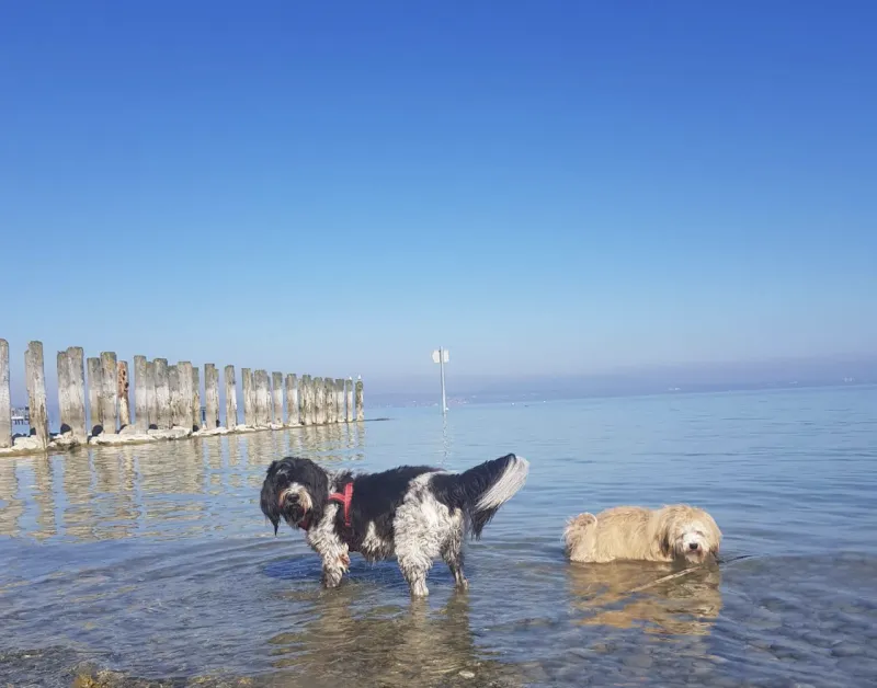 Hundestrand Altnau
