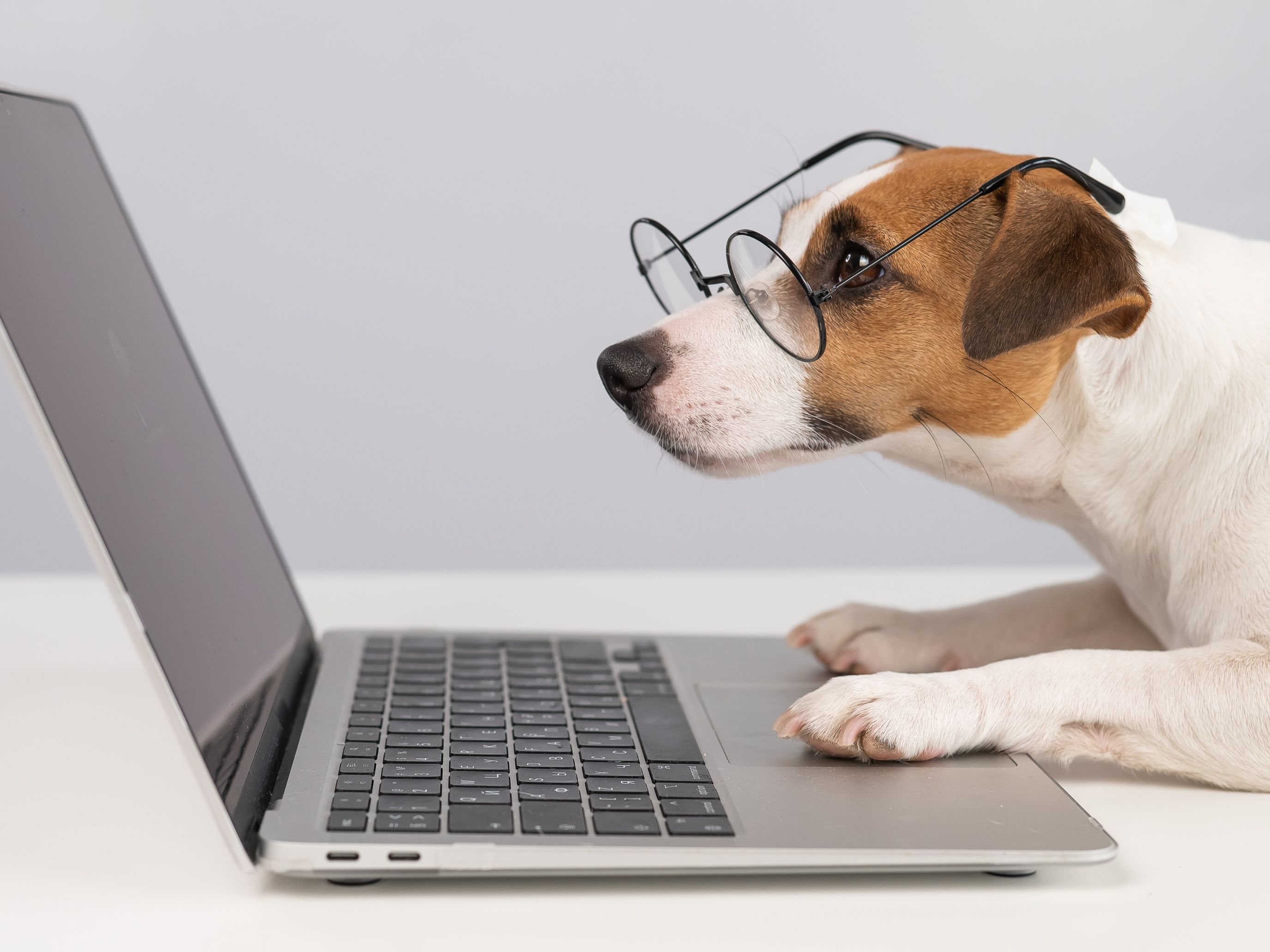 Hund mit Brille am Laptop
