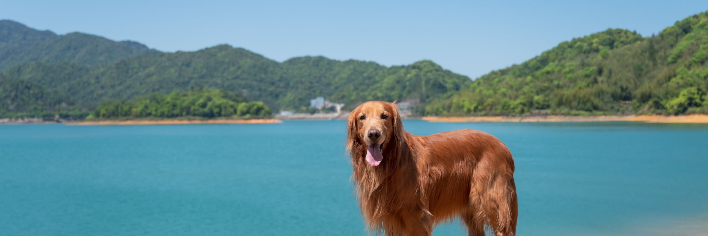 Hunde am Strand