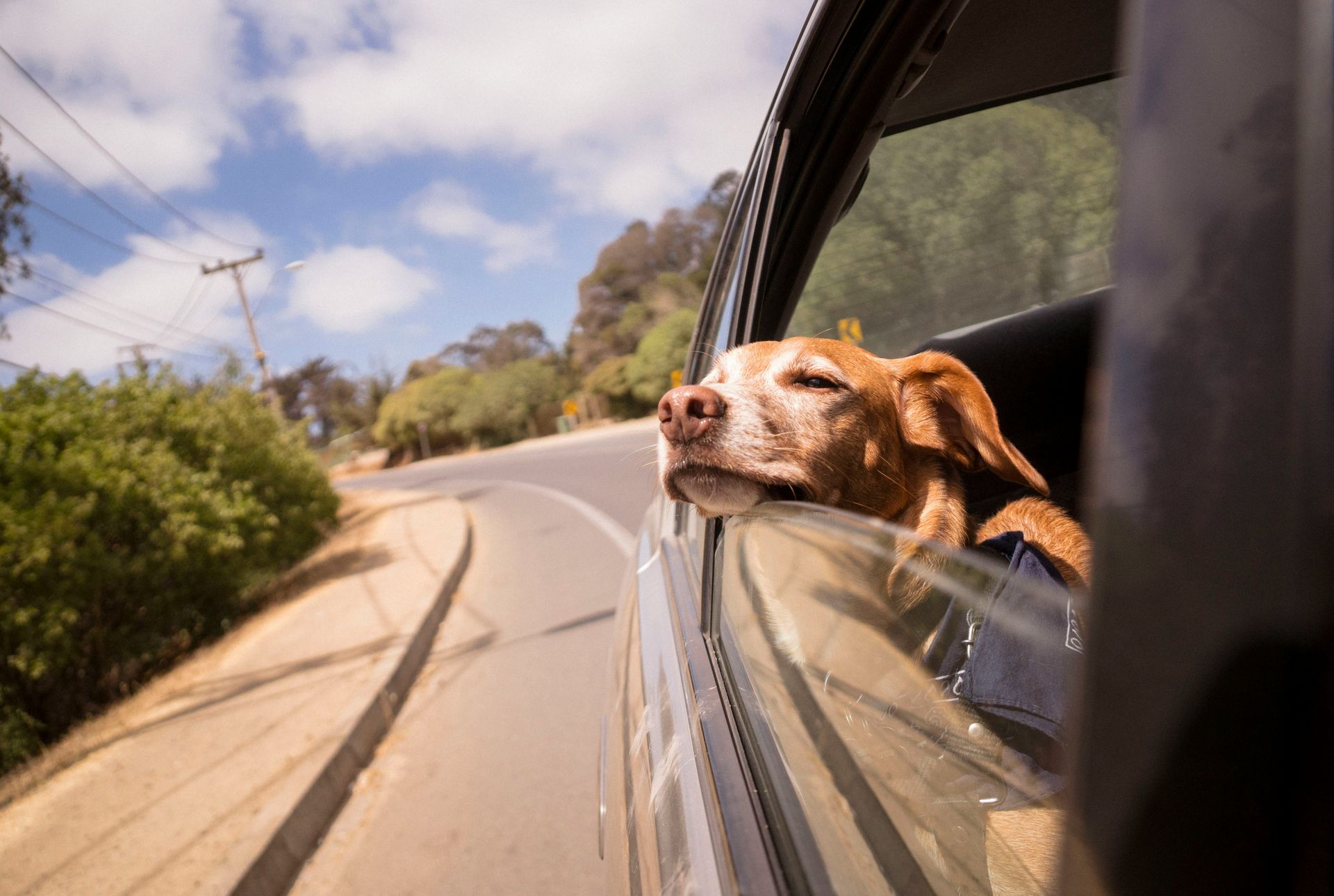 Einreisebestimmungen mit Hund in Europa