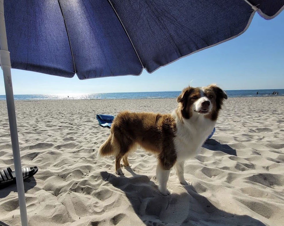 Hundestrand Grömitz