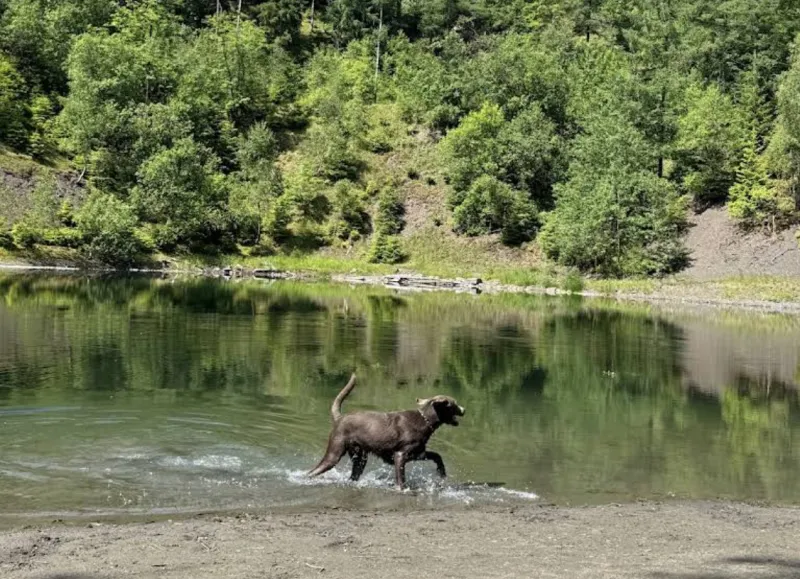 Hundewald Wildemann