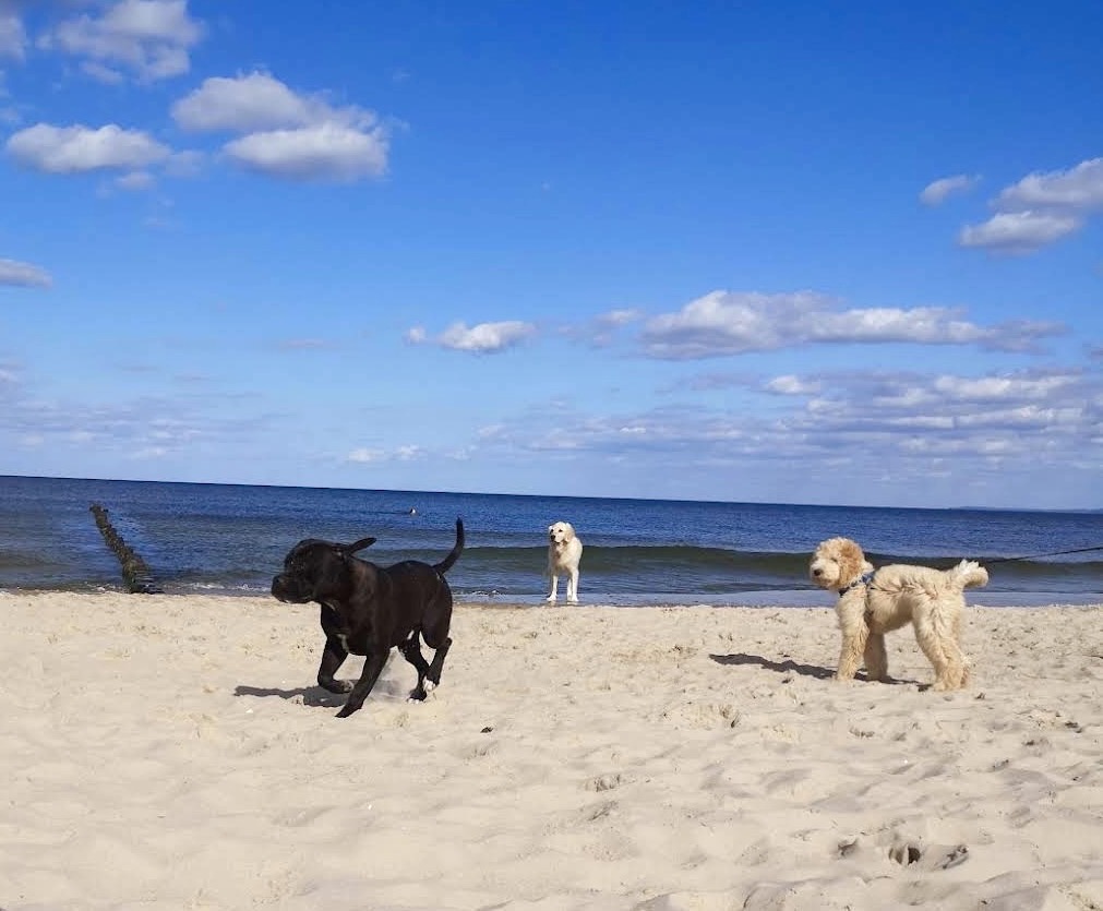 Hundestrand Heringsdorf