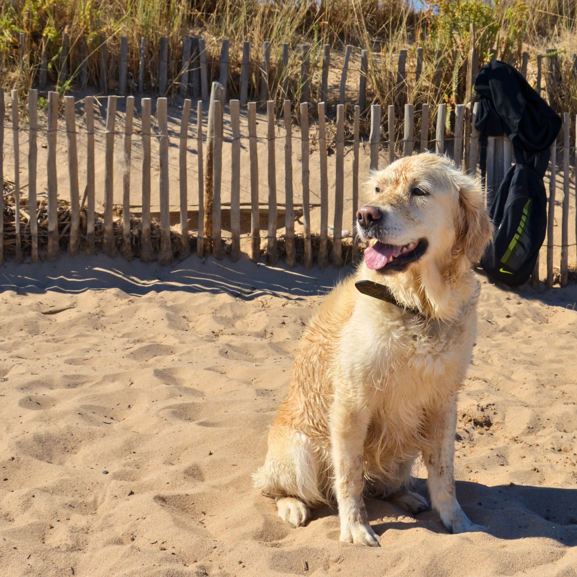 Hund am Nordseestrand