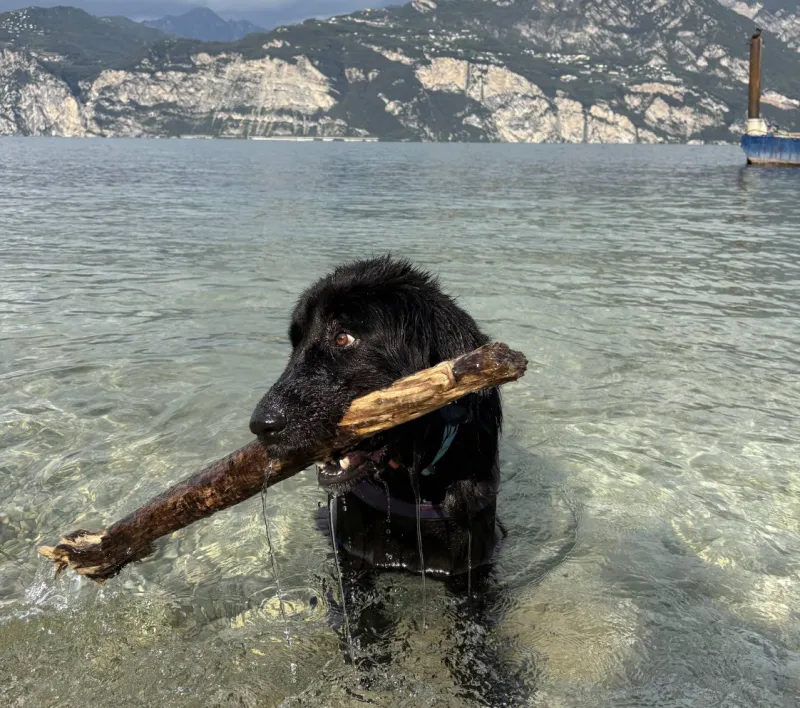 Hundestrand Retelino