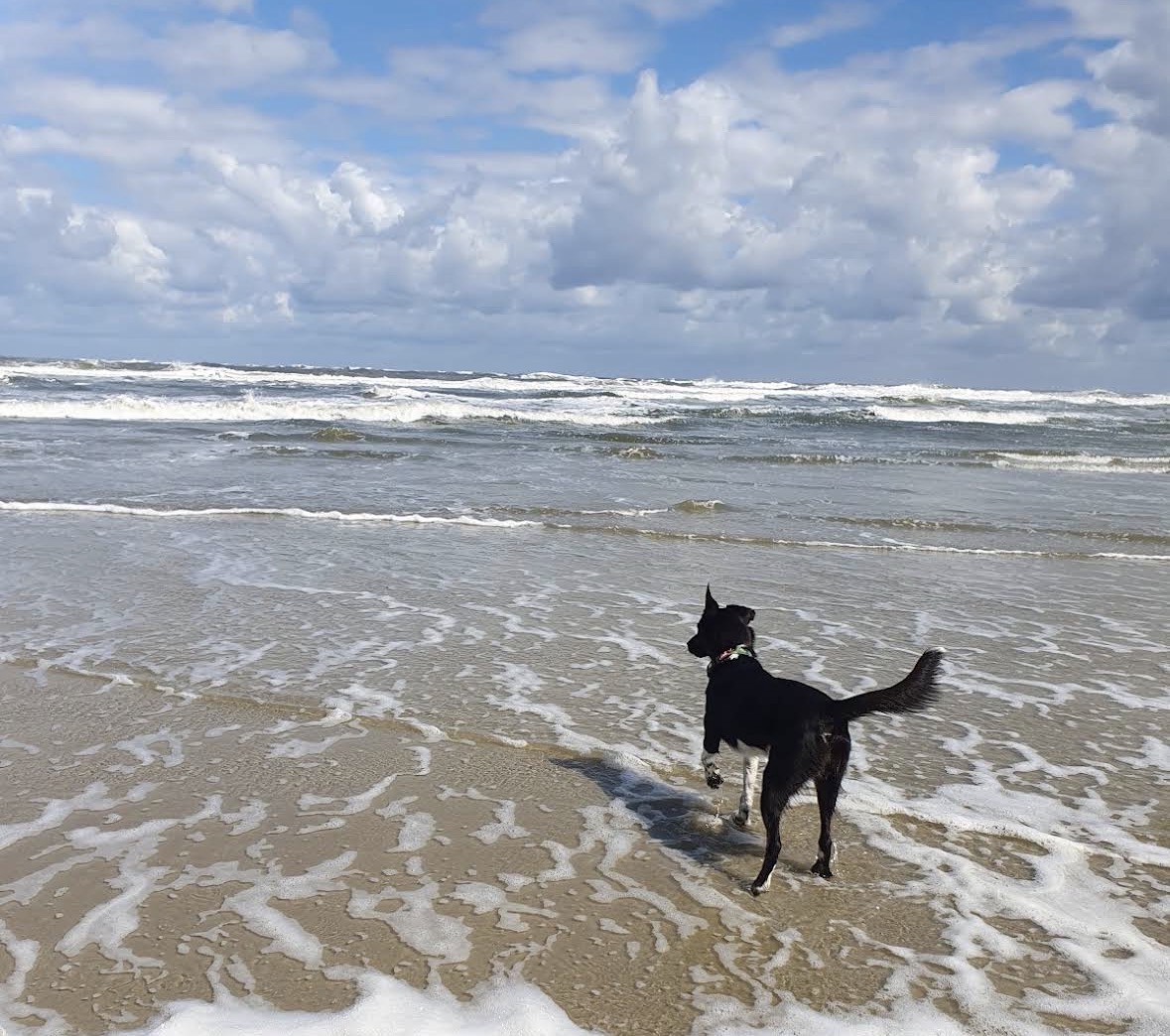 Hundestrand Norderney