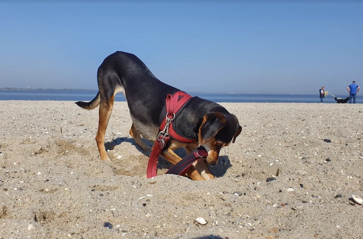 Hund an der Nordsee