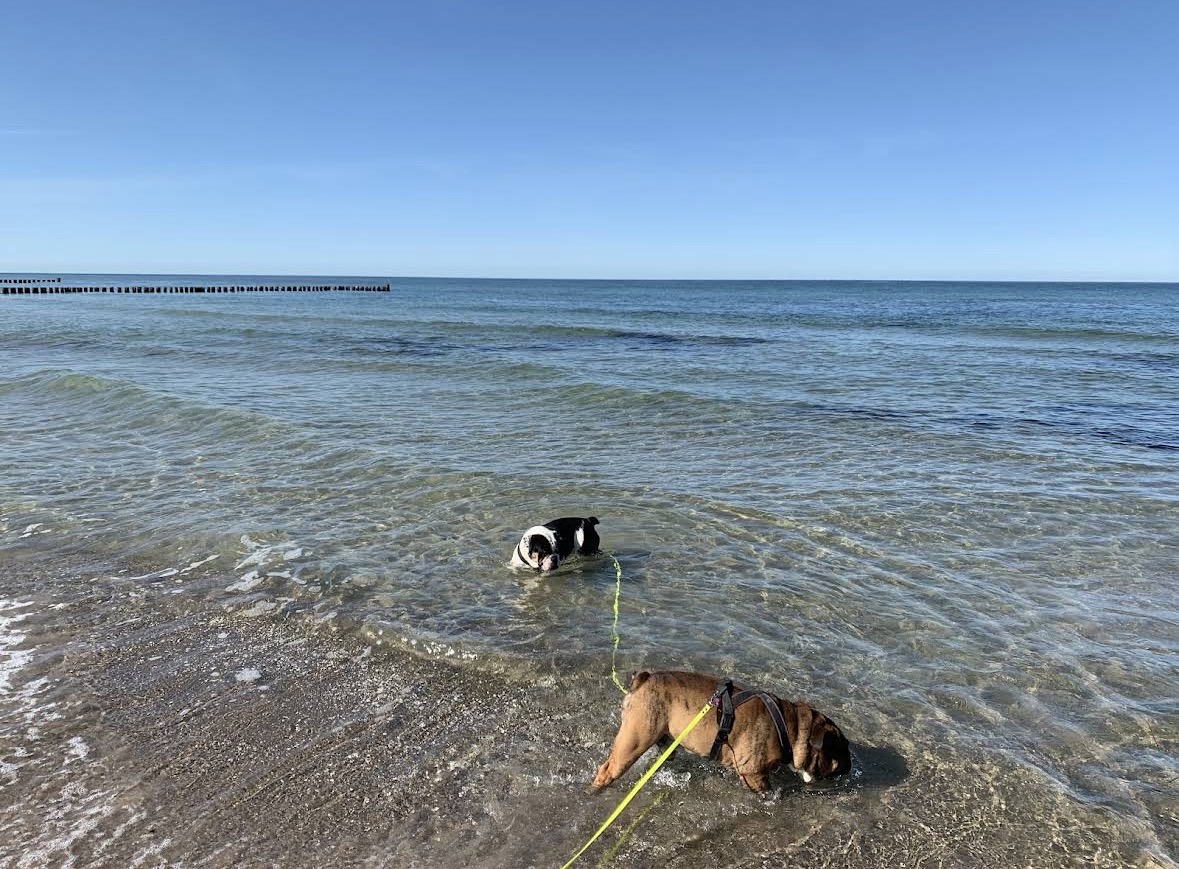 Urlaub mit Hund an der Ostsee