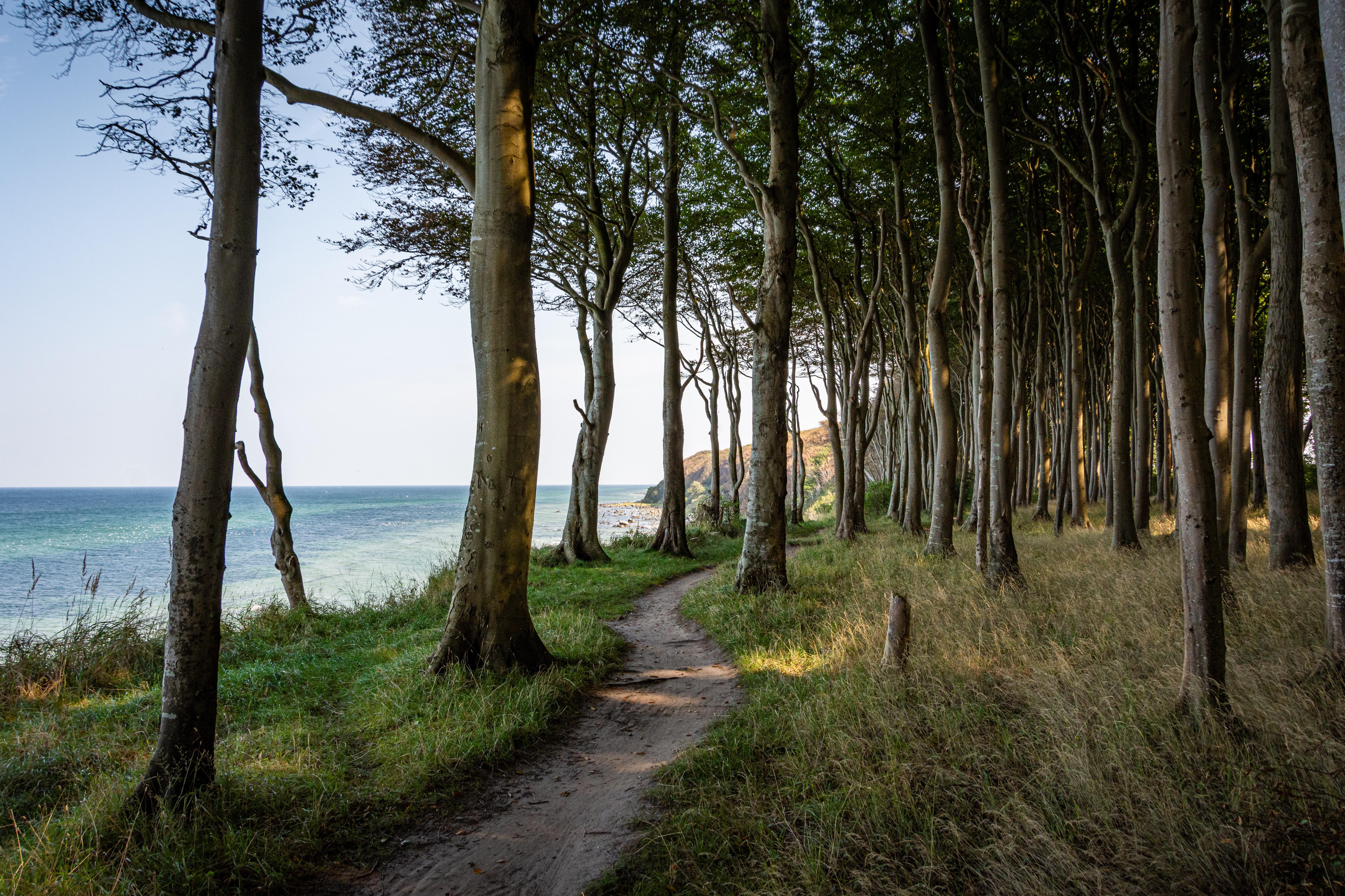 Hund an der Ostsee