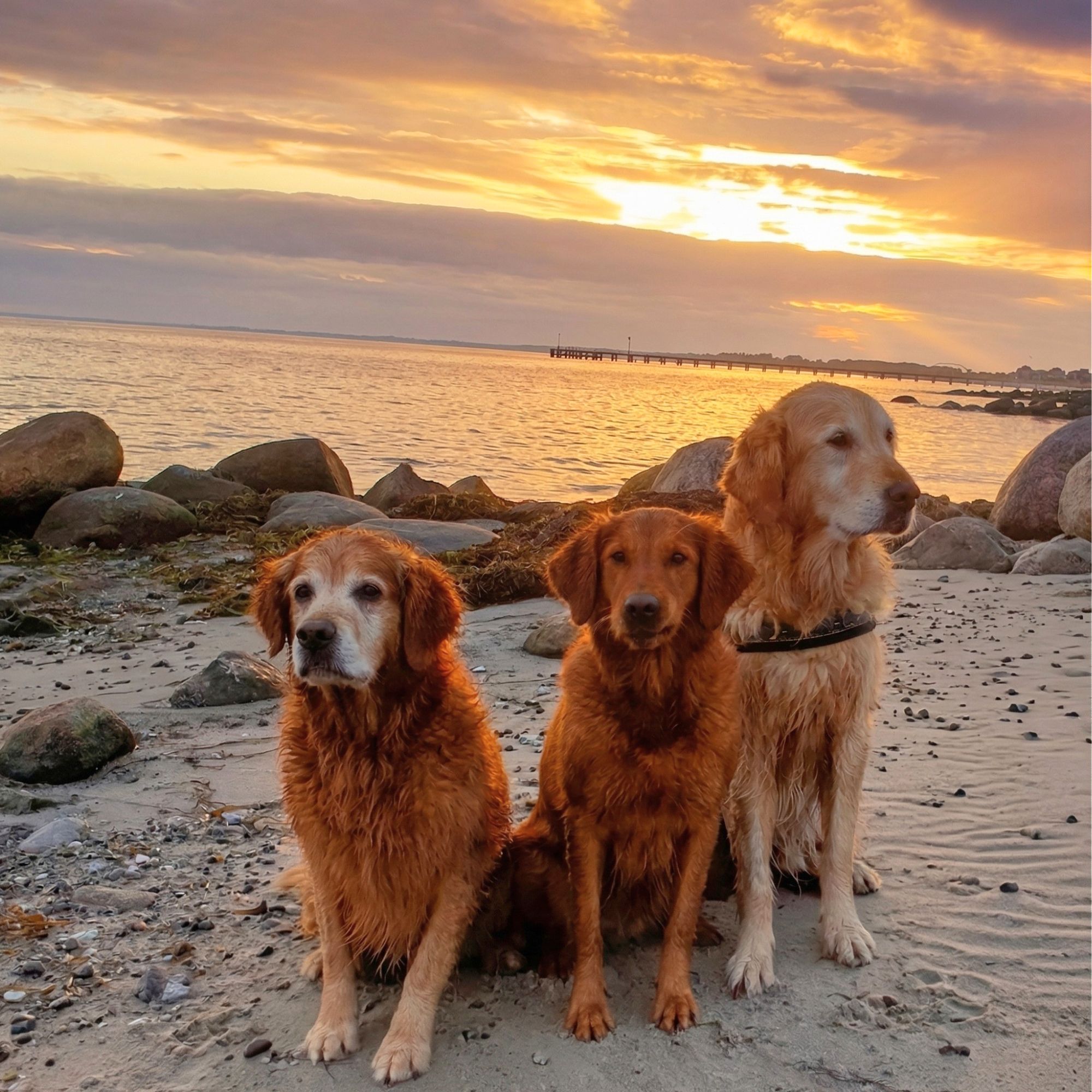 Hund an der Ostsee