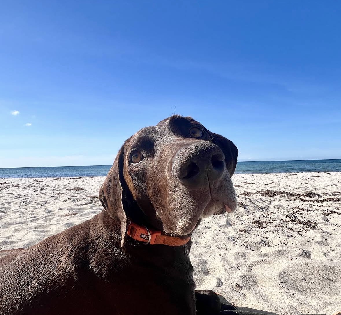 Hundestrand Prerow