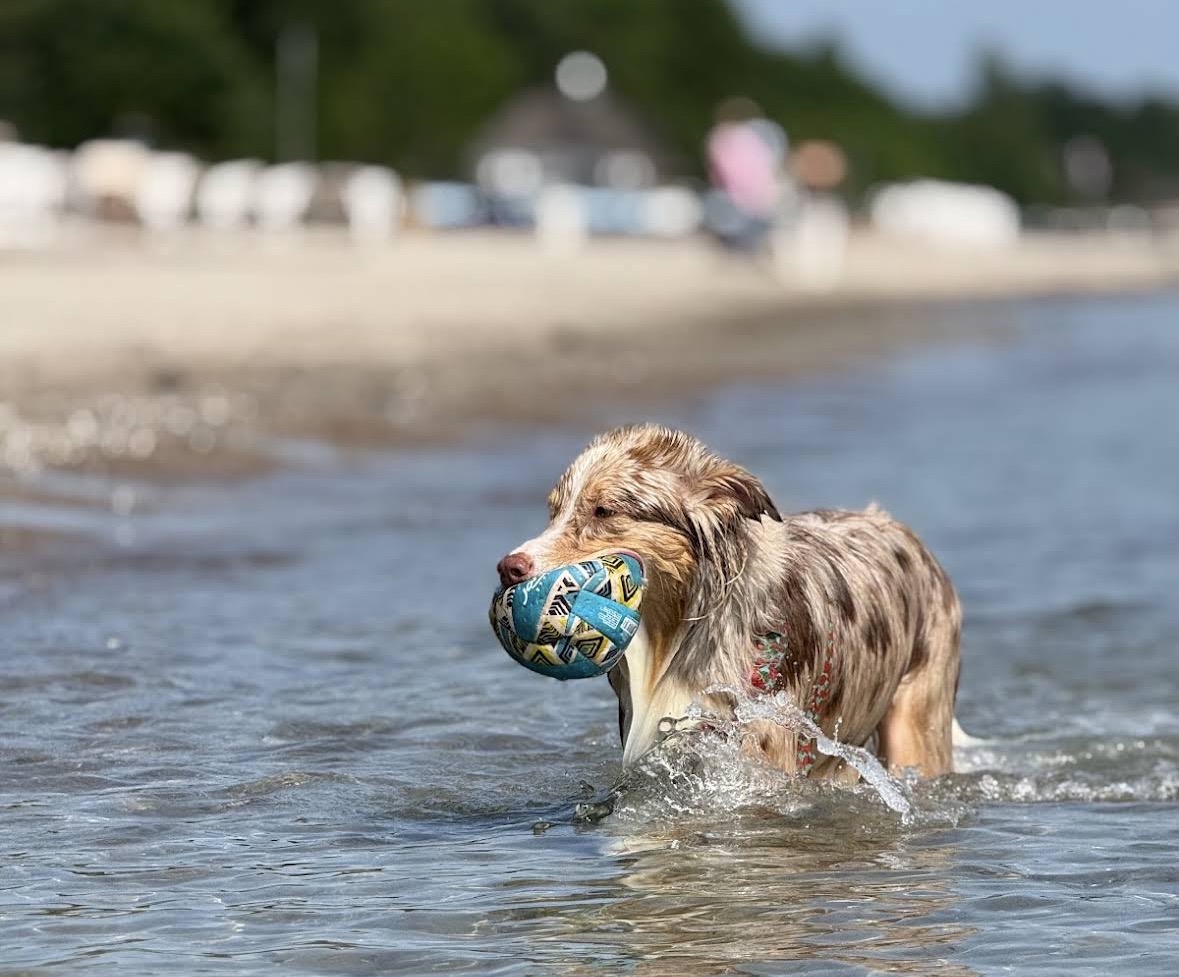Hundestrand Scharbeutz