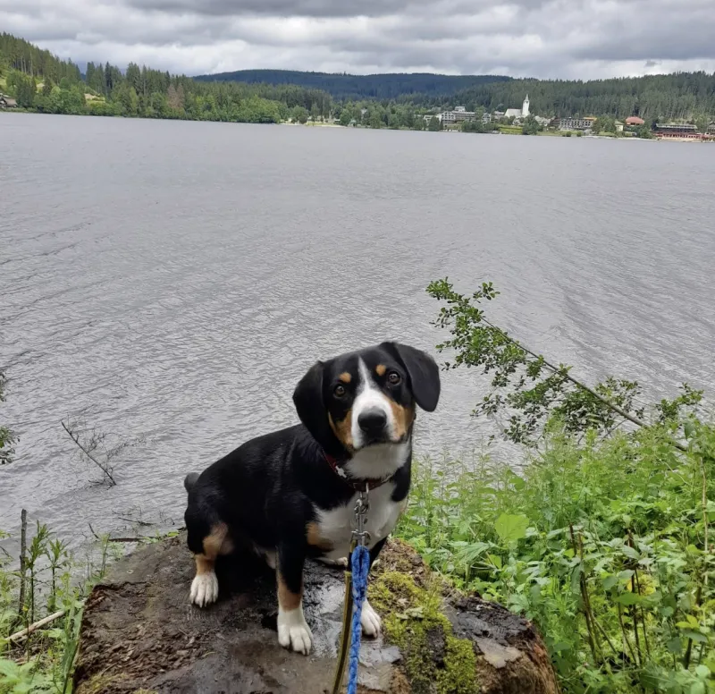 Titisee Uferweg