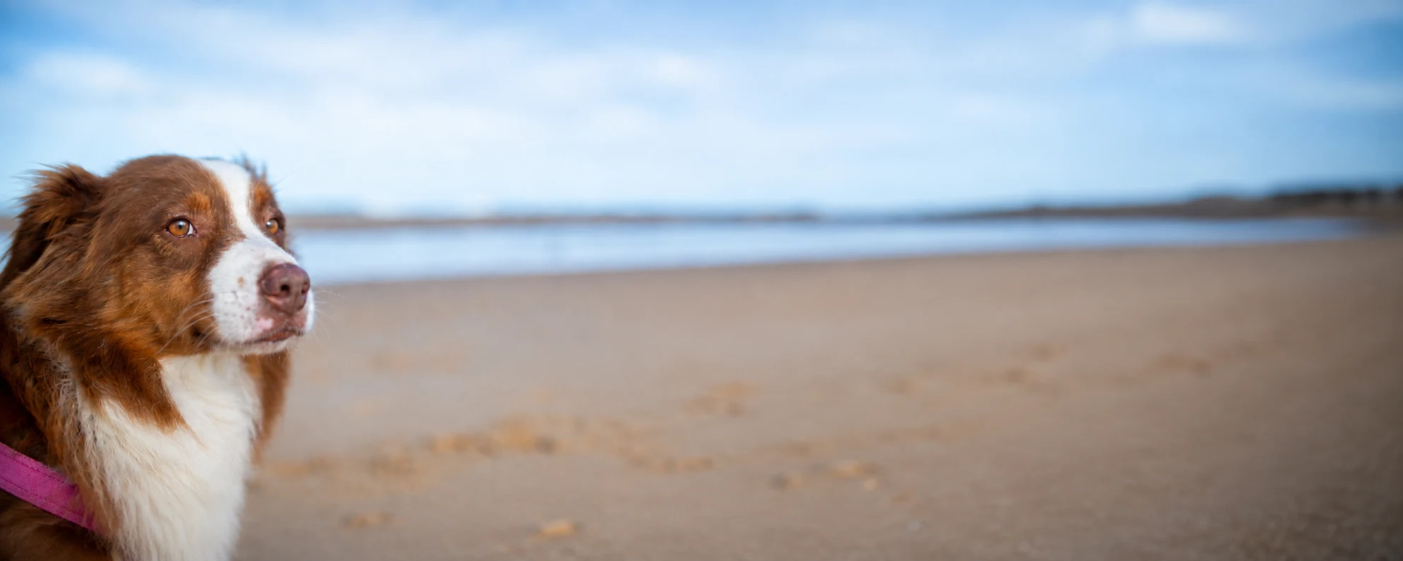 Hund am Strand